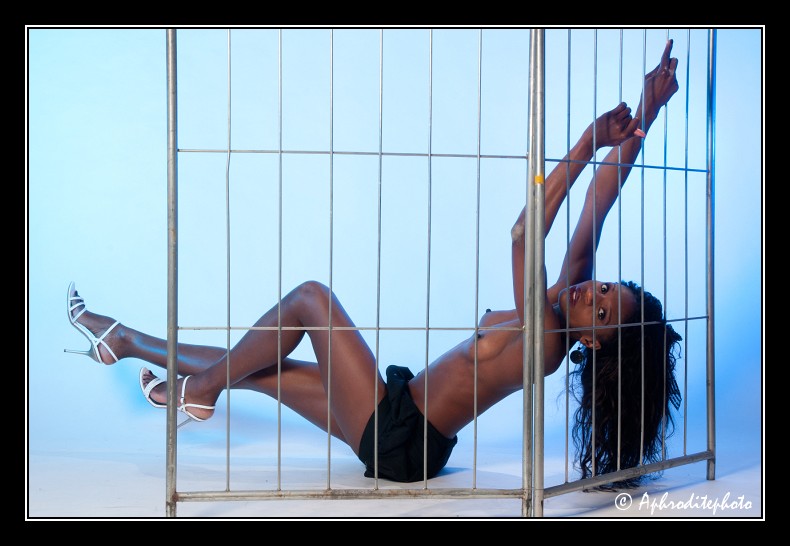 001 Une panthère noire en cage 1